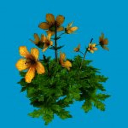 jn monkeyflower group