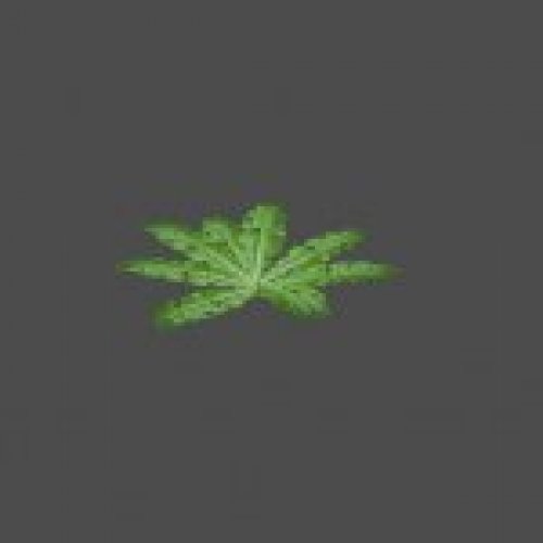 bush6