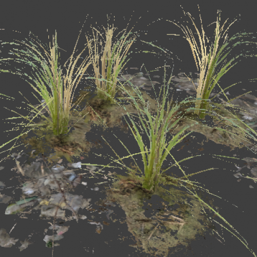 l10swamp_plant_group1