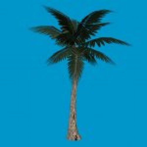 palm_tree