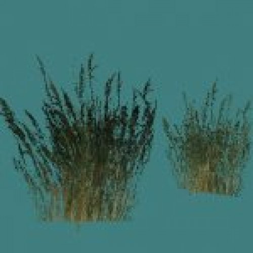 tuscan_grass1a.mdl