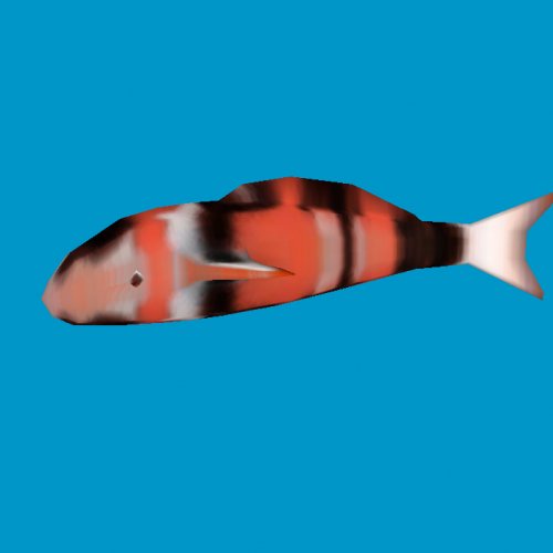 koi fishc