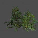 pc_smallbush1