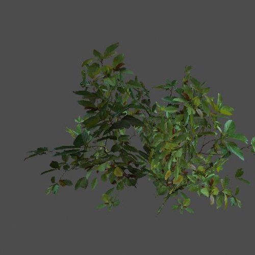 pc_smallbush1