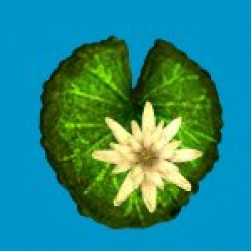 lilly pad flower