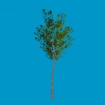 tree05_sg