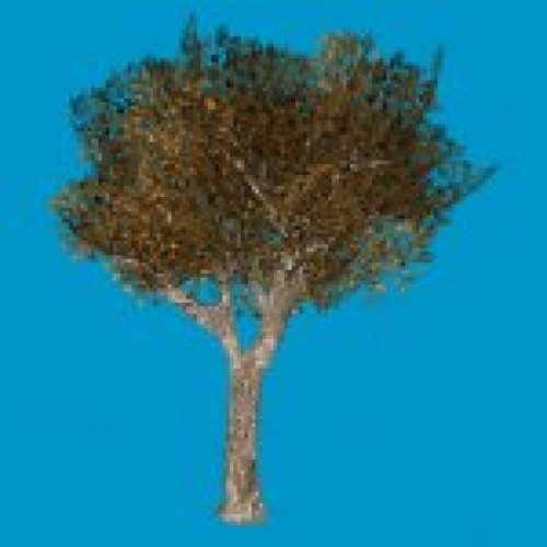 oak_tree1_rl