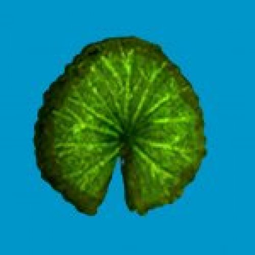 lilly pad 01