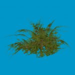 largebush02