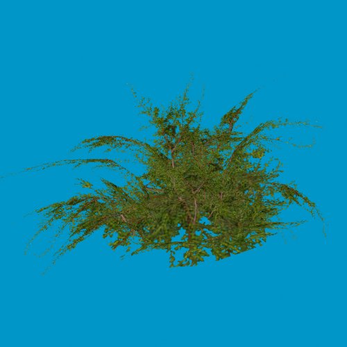largebush02