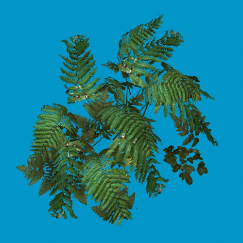 fern01