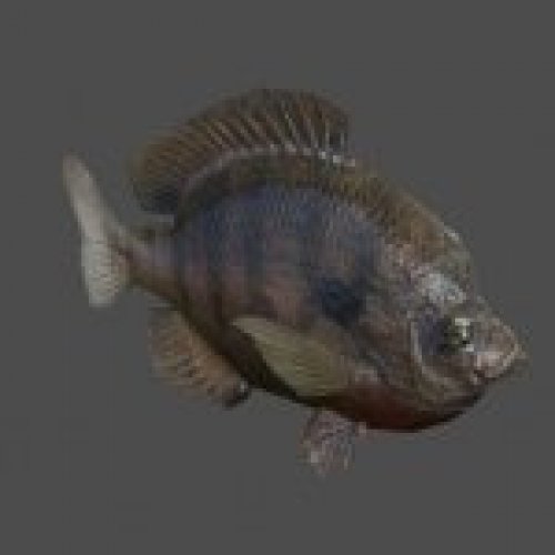 FishRiver01