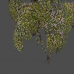 got_Ivy12
