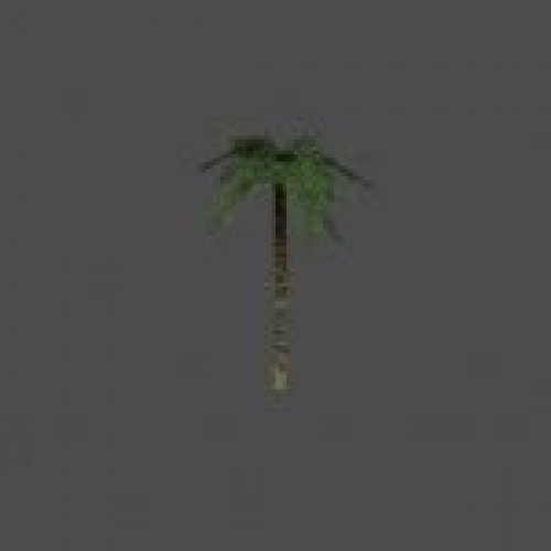 palm07