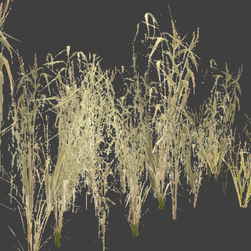 reeds_distant1