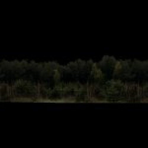buzz_forest.mdl