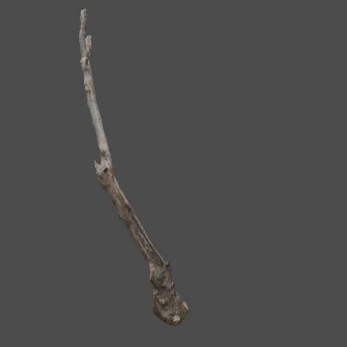 mex_desert_tree_1
