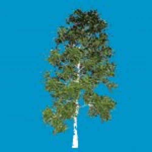skybox_baum05