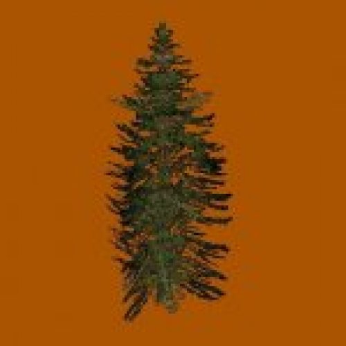 pine1