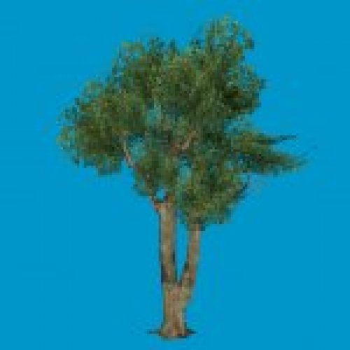 tree_big03