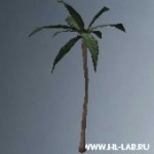 palm04.zip