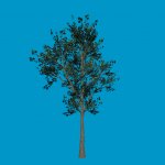 tree04b_sg