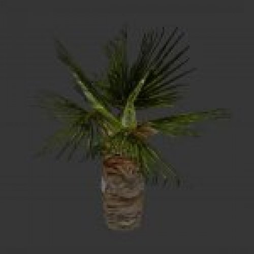 plaka_lilpalm.mdl