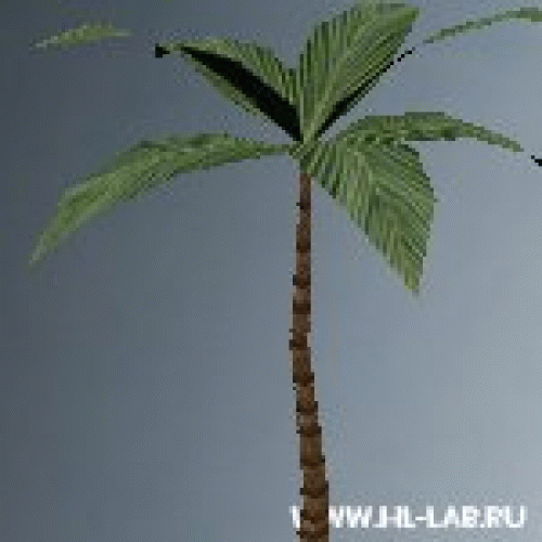 palm08.zip