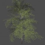 mex_bereza_green