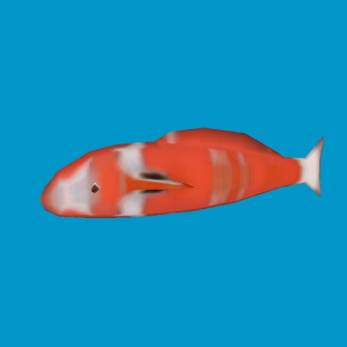 koi fisha