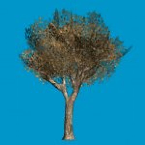 oak_tree1_bb_fullsize_rl