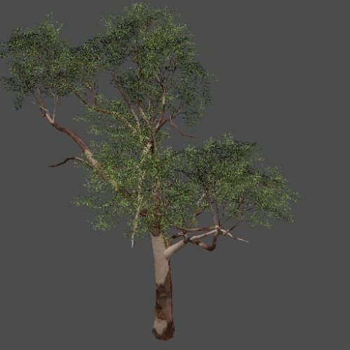 EucalyptusTree_1