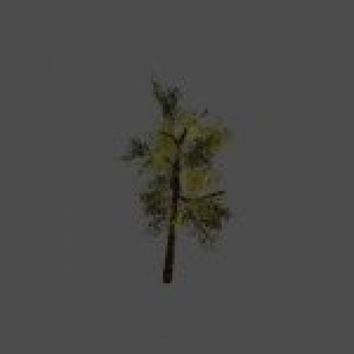 tree03