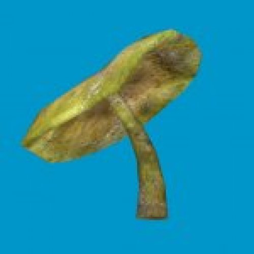 sta_mushroom_06