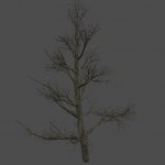 S_ENV_OkinawaPine04