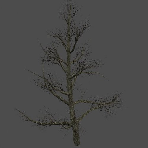 S_ENV_OkinawaPine04