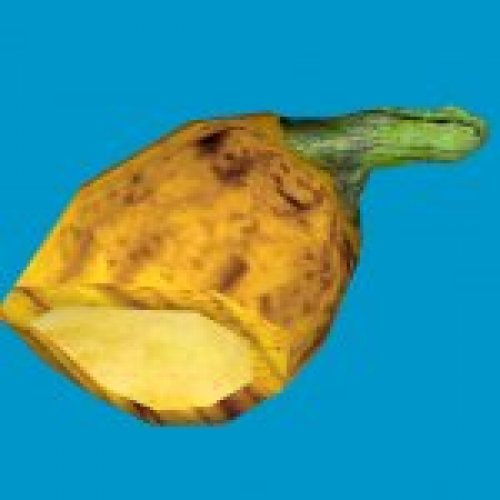 squash 02 gib01