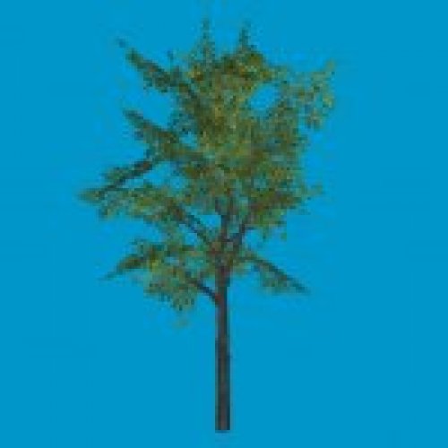 baum01