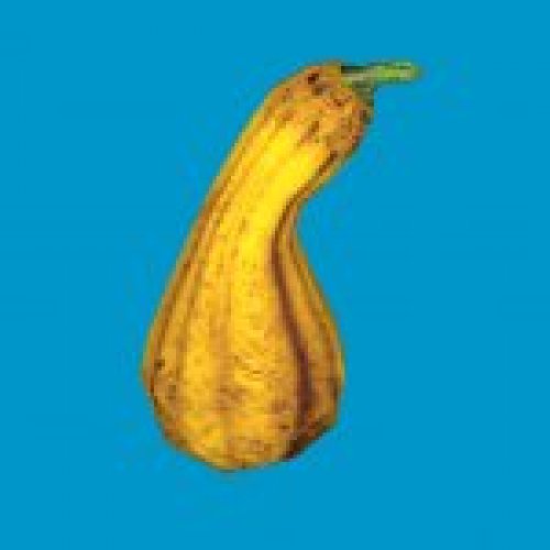 squash02