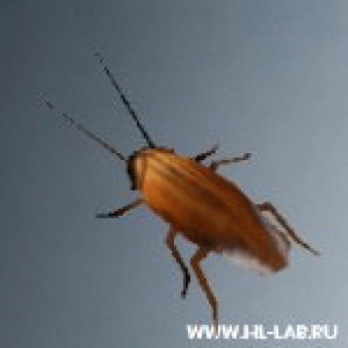 roach02.zip