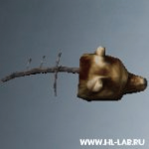 beargibs.zip
