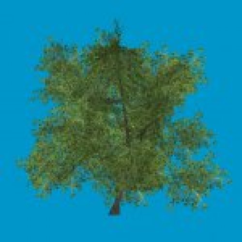 baum05