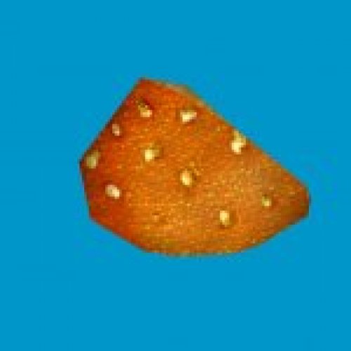 jn_orange_mushroom_01_gib04