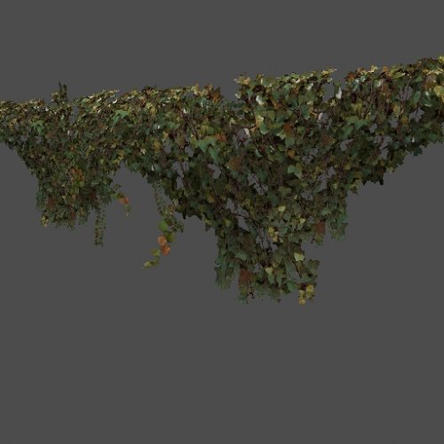 got_Ivy02