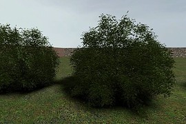 Maple_shrub_01
