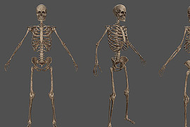 Skeleton