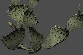 fnv_cactus