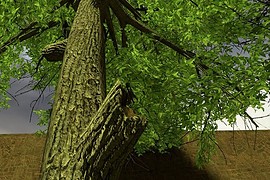 Blackgum tree
