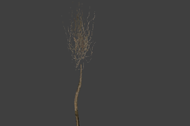 l10_swamp_kamysh_tree1