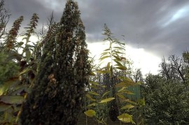fy_floesk2